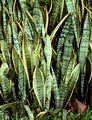 Snake Plant